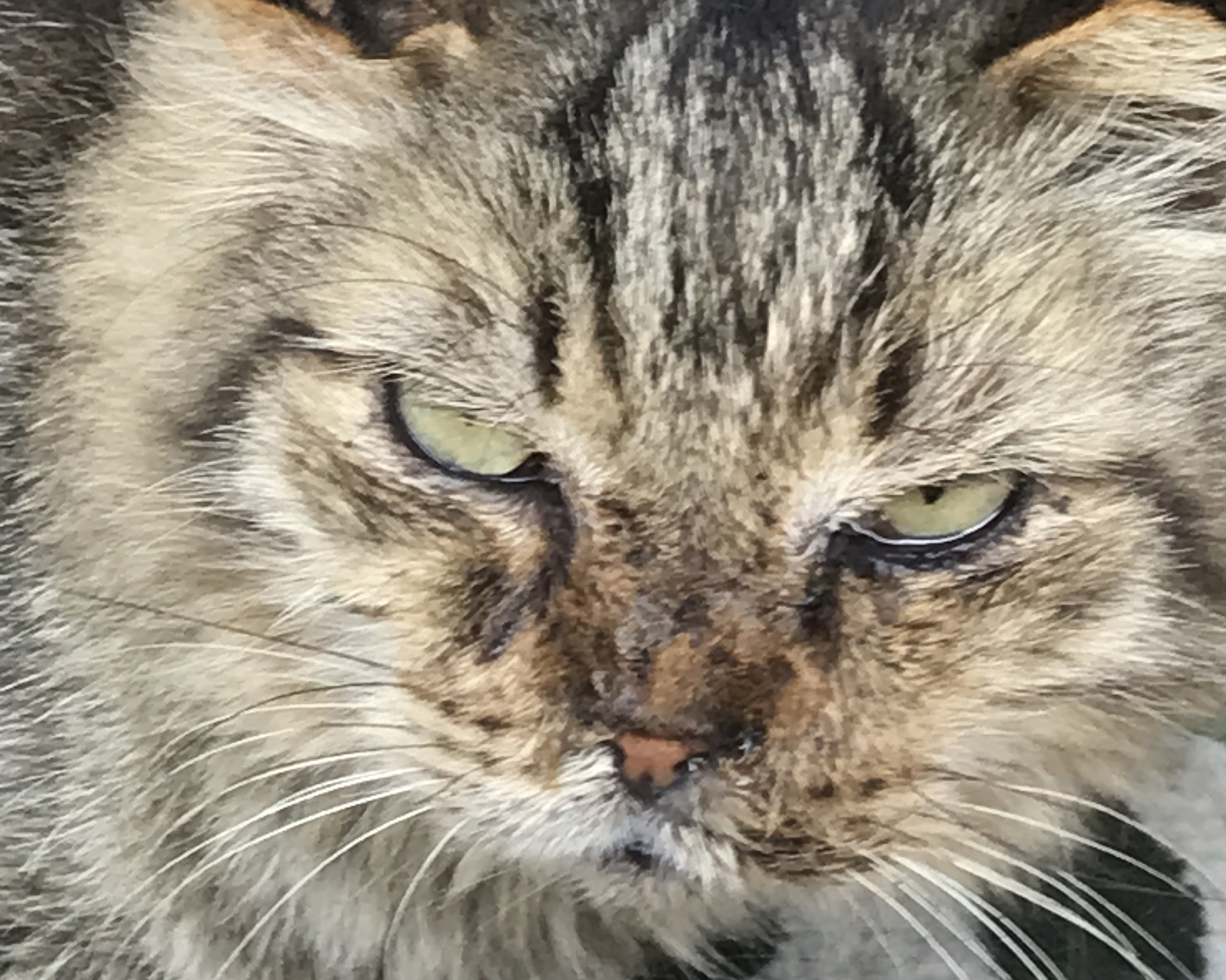 CIRO