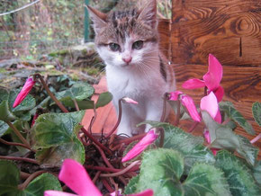 cherie